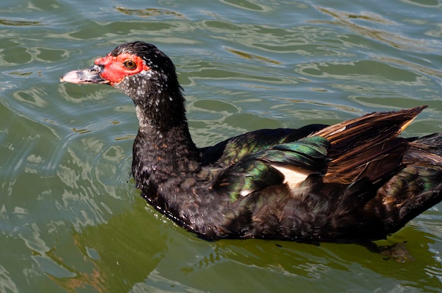 Un pato con pico rojo nada en el agua.