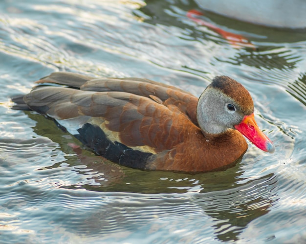 Foto un pato con pico rojo nada en el agua.