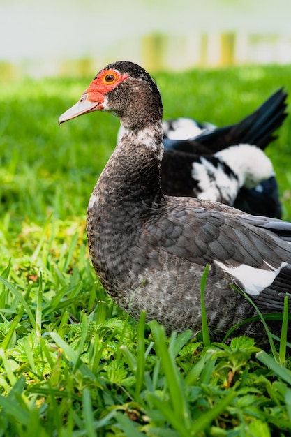 Foto un pato está de pie en la hierba con otros patos