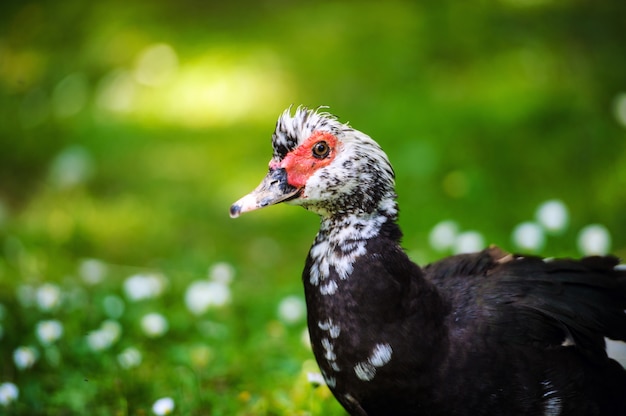 Pato en un prado verde =