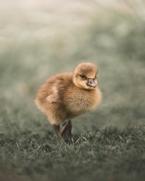 Foto un pato que está de pie en la hierba