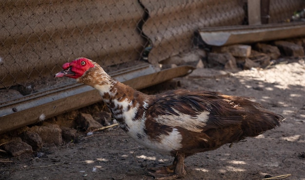 Pato real adulto en el corral macho de cerca