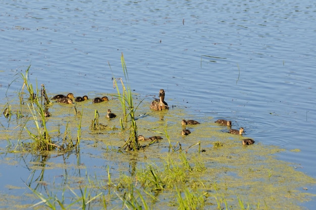 Pato-real fêmea Anas platyrhynchos com patinhos nada no lago em uma manhã ensolarada