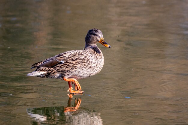 Pato-real feminino andando no gelo em um lago