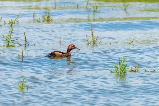 Pato real en hábitat natural (Aythya nyroca)