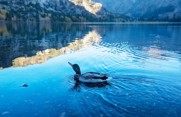 Pato-real incrível no lago de montanhas