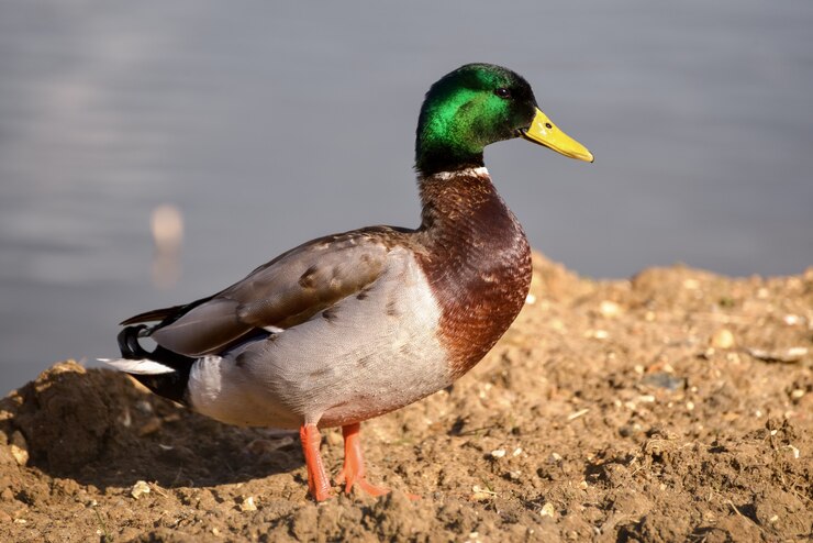 Foto pato-real macho (anas platyrhynchos)