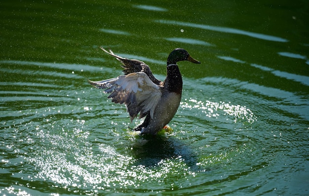 El pato real nada en un estanque y bate sus alas el día de primavera