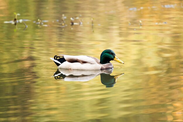 Pato-real nadando em um lago