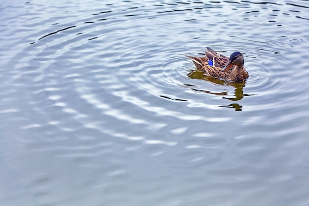 Pato-real solitário em uma lagoa em um fundo de ondas de água