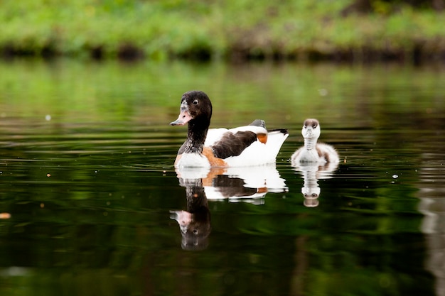 Foto pato refugio con patito nadando en el río