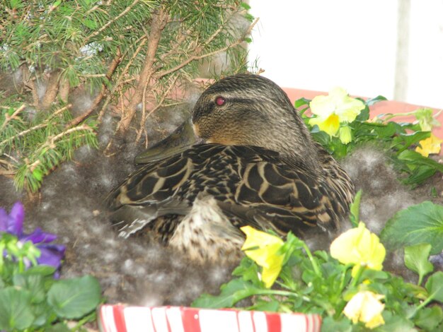 Pato relaxando no ninho