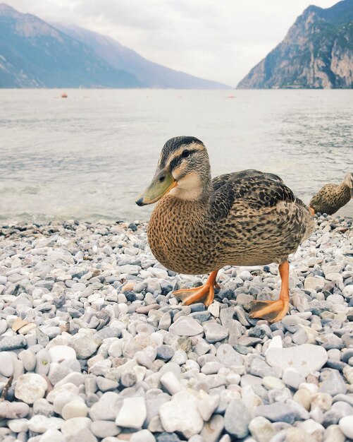 Foto pato en la roca por el lago