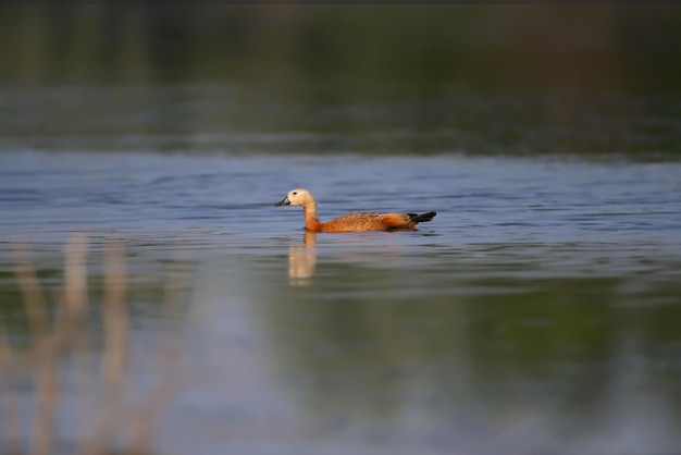 Foto el pato rojo variado tadorna ferruginea