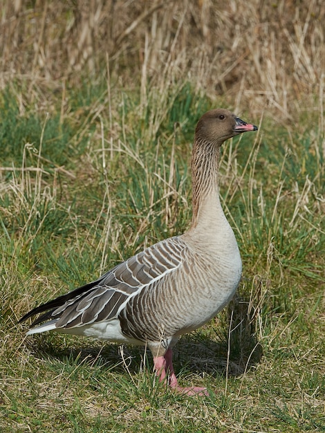 Foto pato rosa (anser brachyrhynchus)