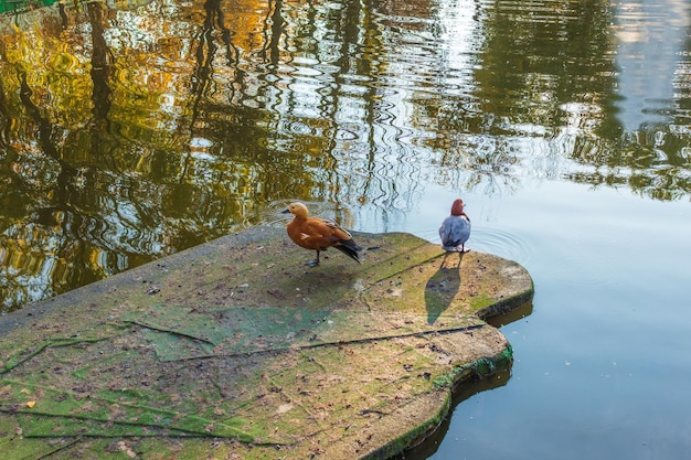 Pato ruivo ogar na água em um parque da cidade