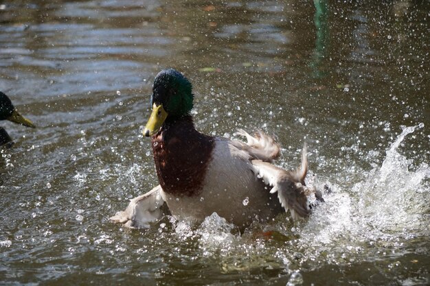 Pato salpicando agua en un estanque