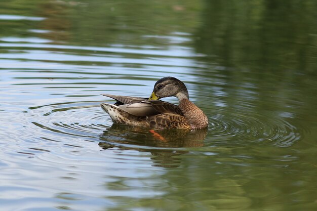 Pato salvaje en el agua. Pato marrón en el lago