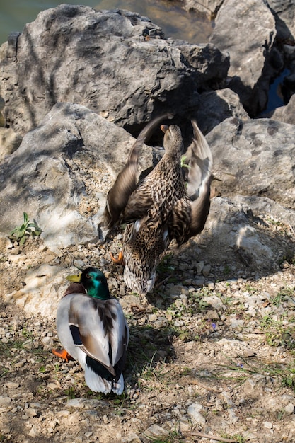 Pato salvaje al lado del estanque