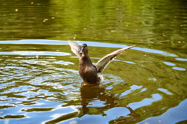 Foto un pato salvaje bate sus alas en el agua.