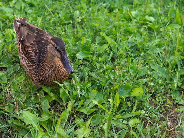 Pato salvaje camina por el primer plano del terraplén