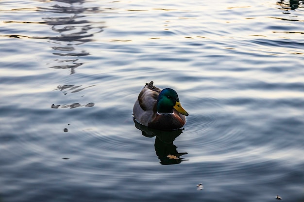 Pato salvaje en el estanque del parque de la ciudad.