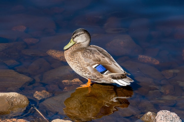 El pato salvaje femenino se coloca en una piedra en el agua