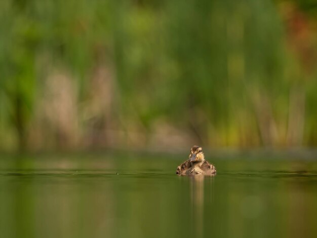 El pato salvaje flota en el agua.