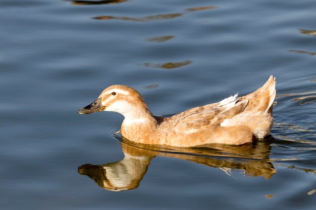 El pato salvaje flotando en el estanque en un día soleado