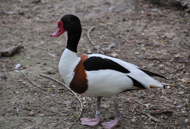 Pato salvaje galagaz