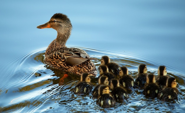 Pato salvaje con una gran prole de patitos.