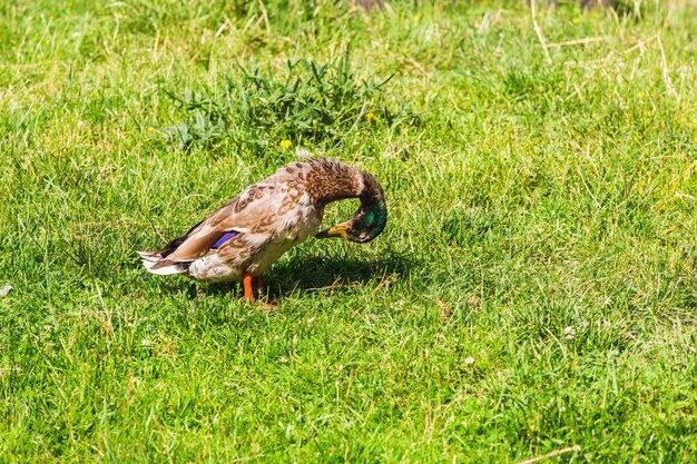 Pato salvaje en la hierba