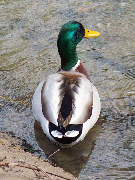 Foto pato salvaje macho en la orilla de un río en españa