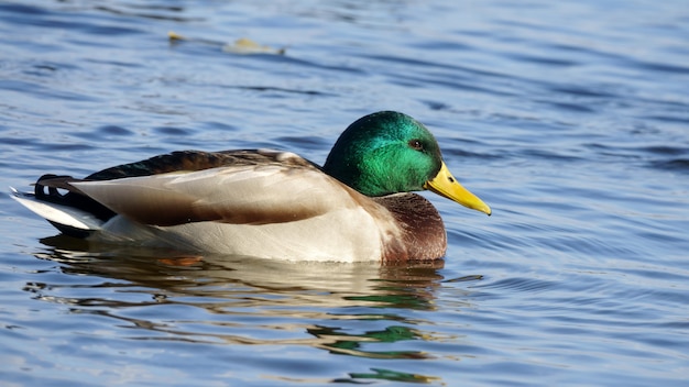 Pato salvaje macho