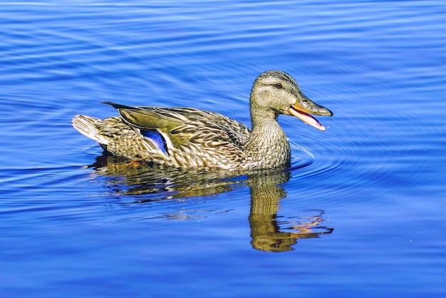 Un pato salvaje nada reflejado en el agua.