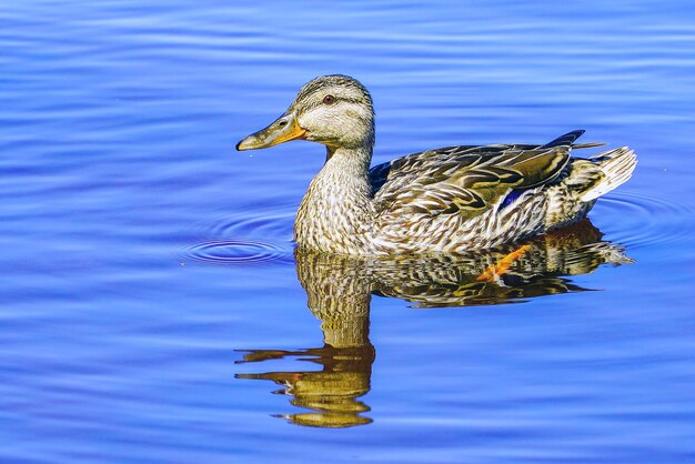 Un pato salvaje nada reflejado en el agua.