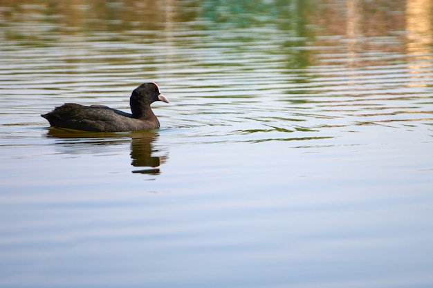 Pato salvaje nadando en el estanque