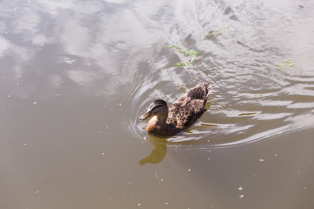 Pato salvaje nadando en un lago de montaña