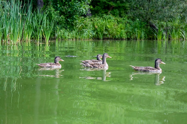 Pato salvaje con patitos en el río