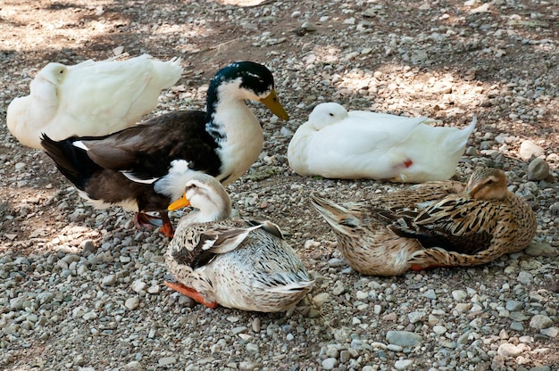 Pato salvaje sentado en la costa, fondo animal natural