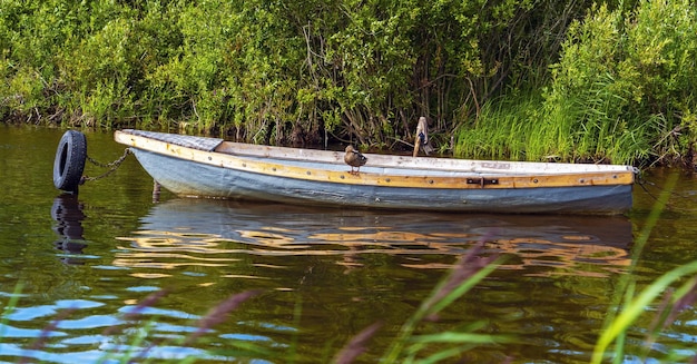 Un pato salvaje se sienta al borde de un bote en el lago