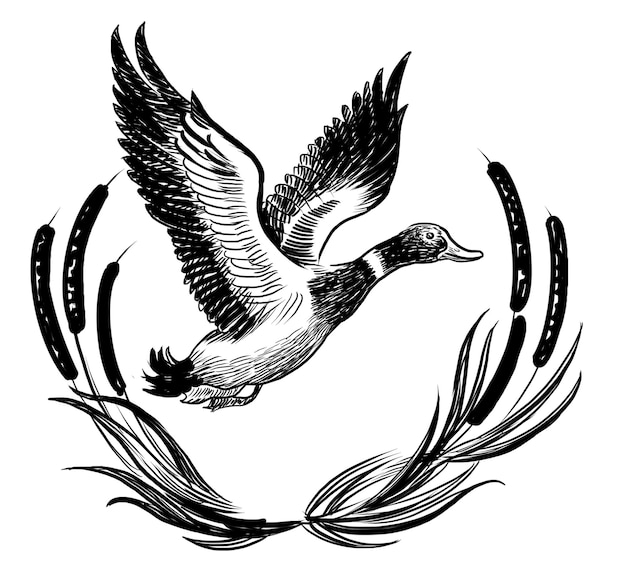 Pato salvaje volador Dibujado a mano en blanco y negro