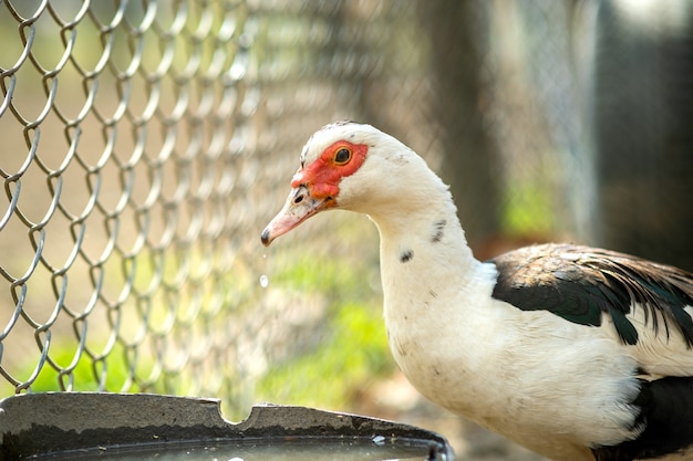 Pato se alimenta de curral rural tradicional. detalhe de uma água potável de aves aquáticas no quintal do celeiro. conceito de avicultura ao ar livre.