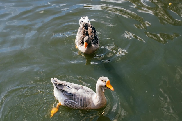 Pato selvagem a nadar na lagoa