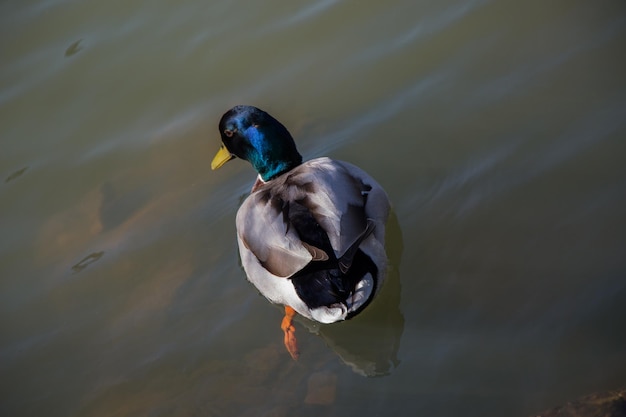 Pato selvagem ao lado da lagoa