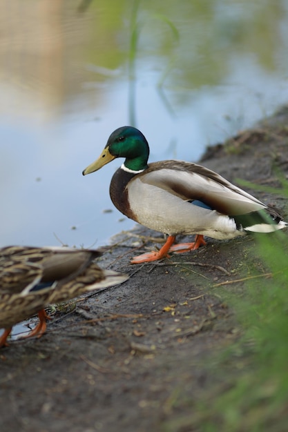 pato selvagem caminha ao longo da margem do lago, belo pato selvagem macho brilhante na margem do lago