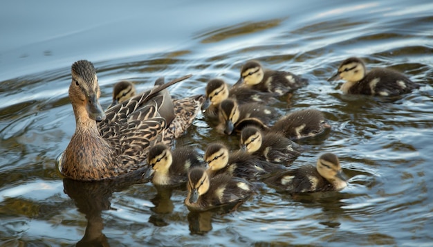 Pato selvagem e patinhos na água