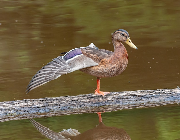 Foto pato selvagem feminino alongando asa