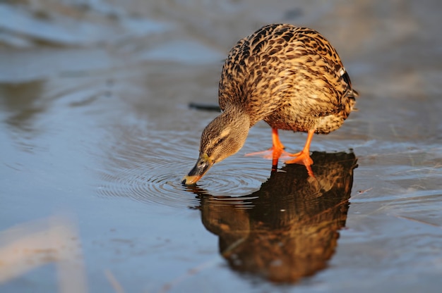 Pato selvagem feminino (anas platyrhynchos). pato-real bebendo água no gelo