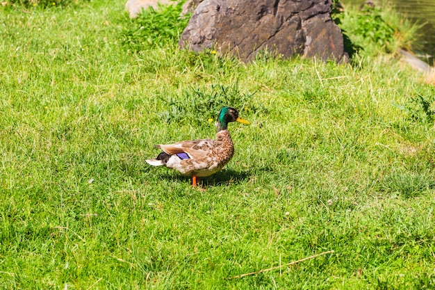 Pato selvagem na grama